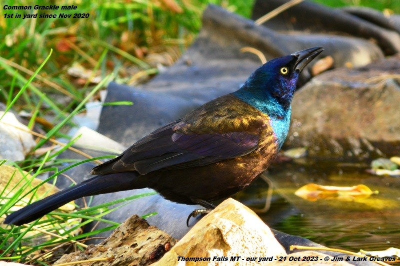 Common Grackle - ML610218698