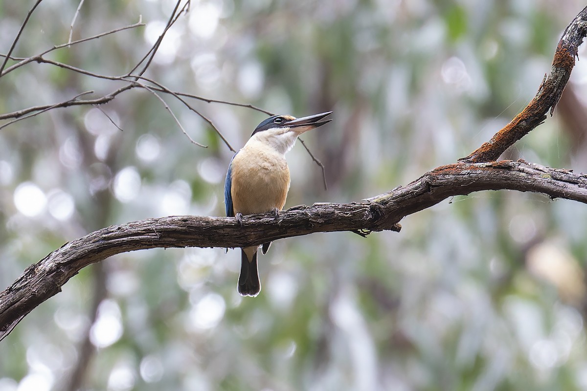 Sacred Kingfisher - ML610218709