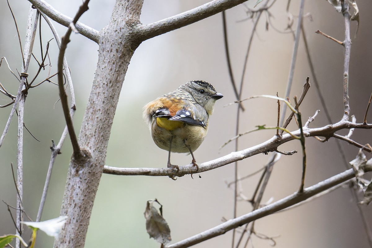 Spotted Pardalote - ML610218720
