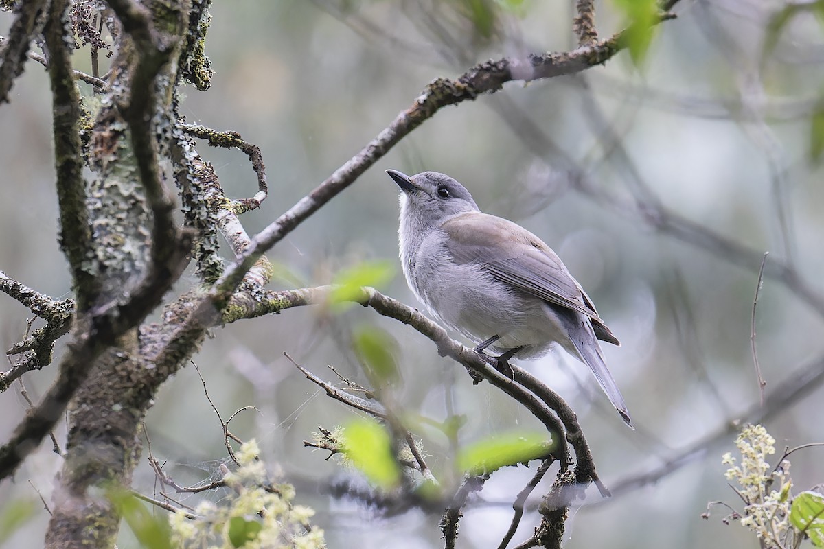 Gray Shrikethrush - ML610218728