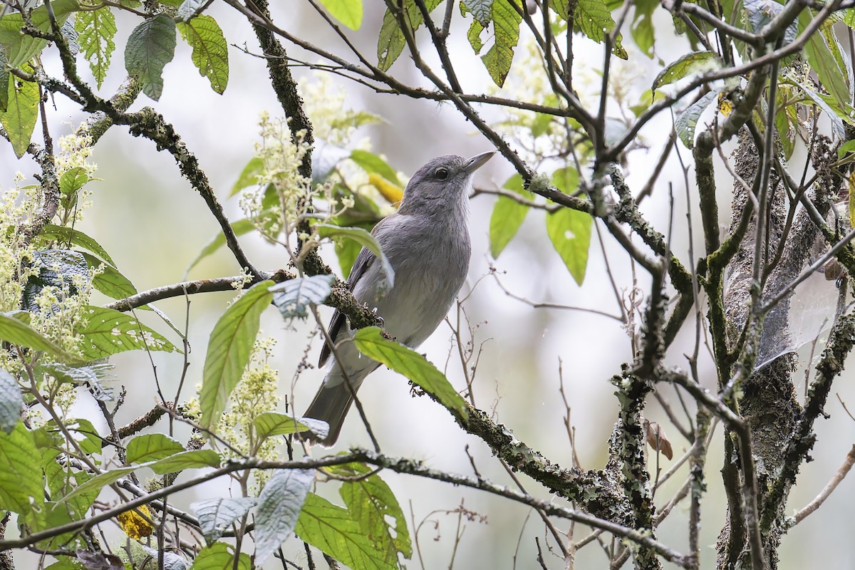 Gray Shrikethrush - ML610218729