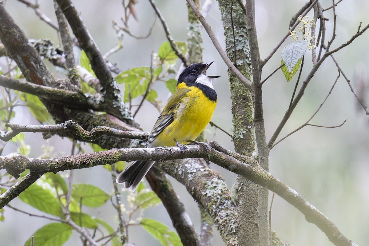 Golden Whistler - ML610218733