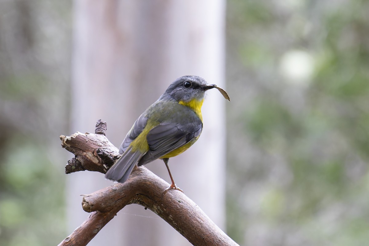 Eastern Yellow Robin - ML610218743