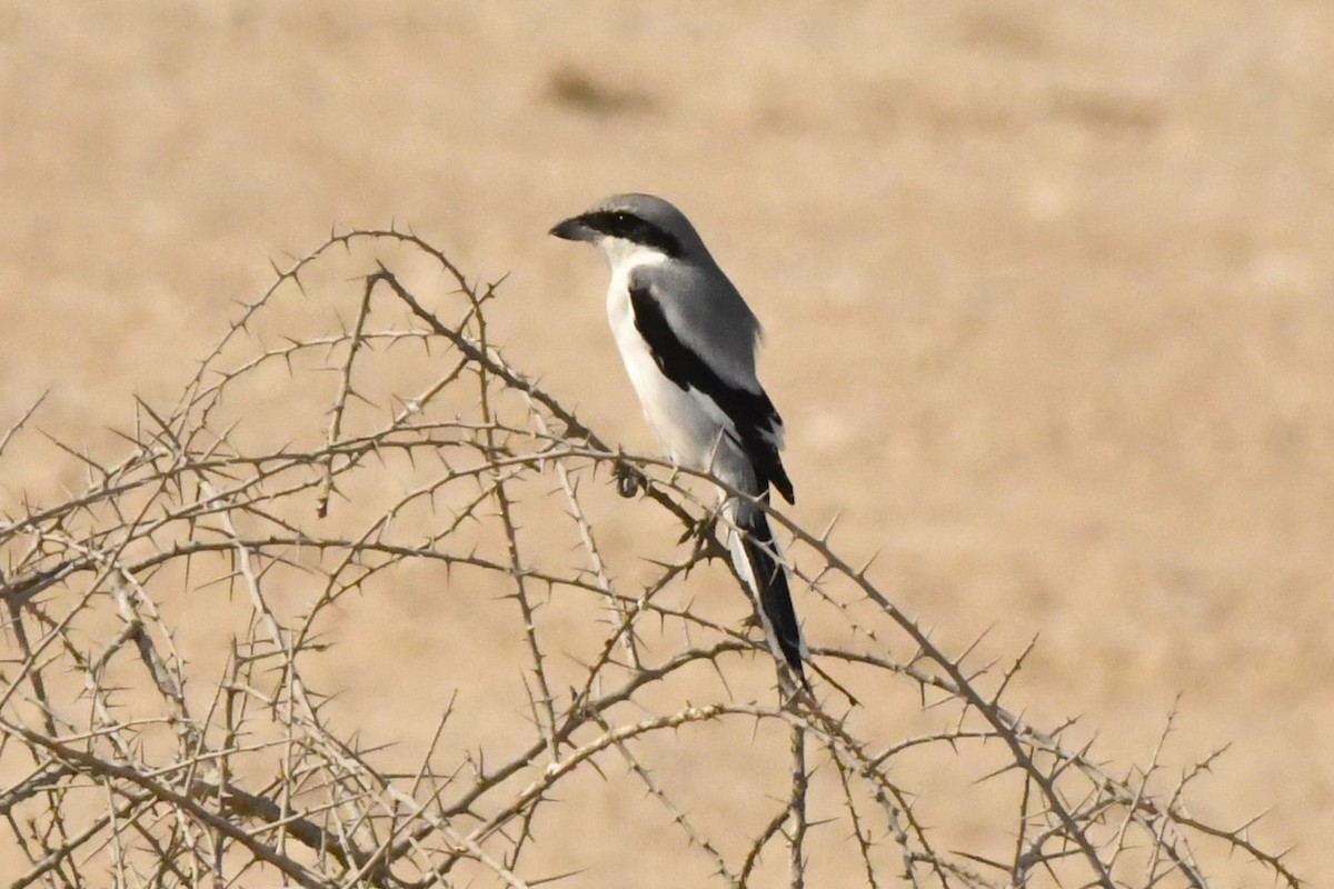 Great Gray Shrike (Arabian) - ML610218835