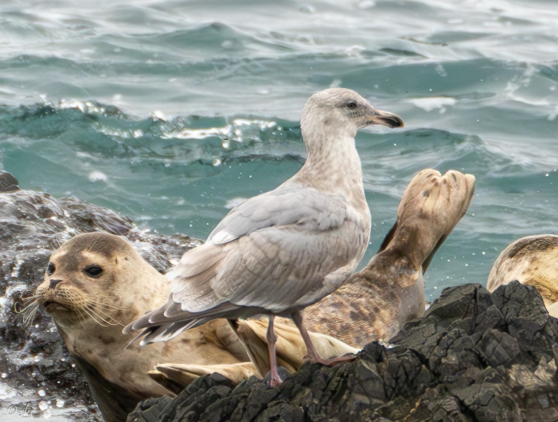 Herring x Glaucous-winged Gull (hybrid) - ML610218975