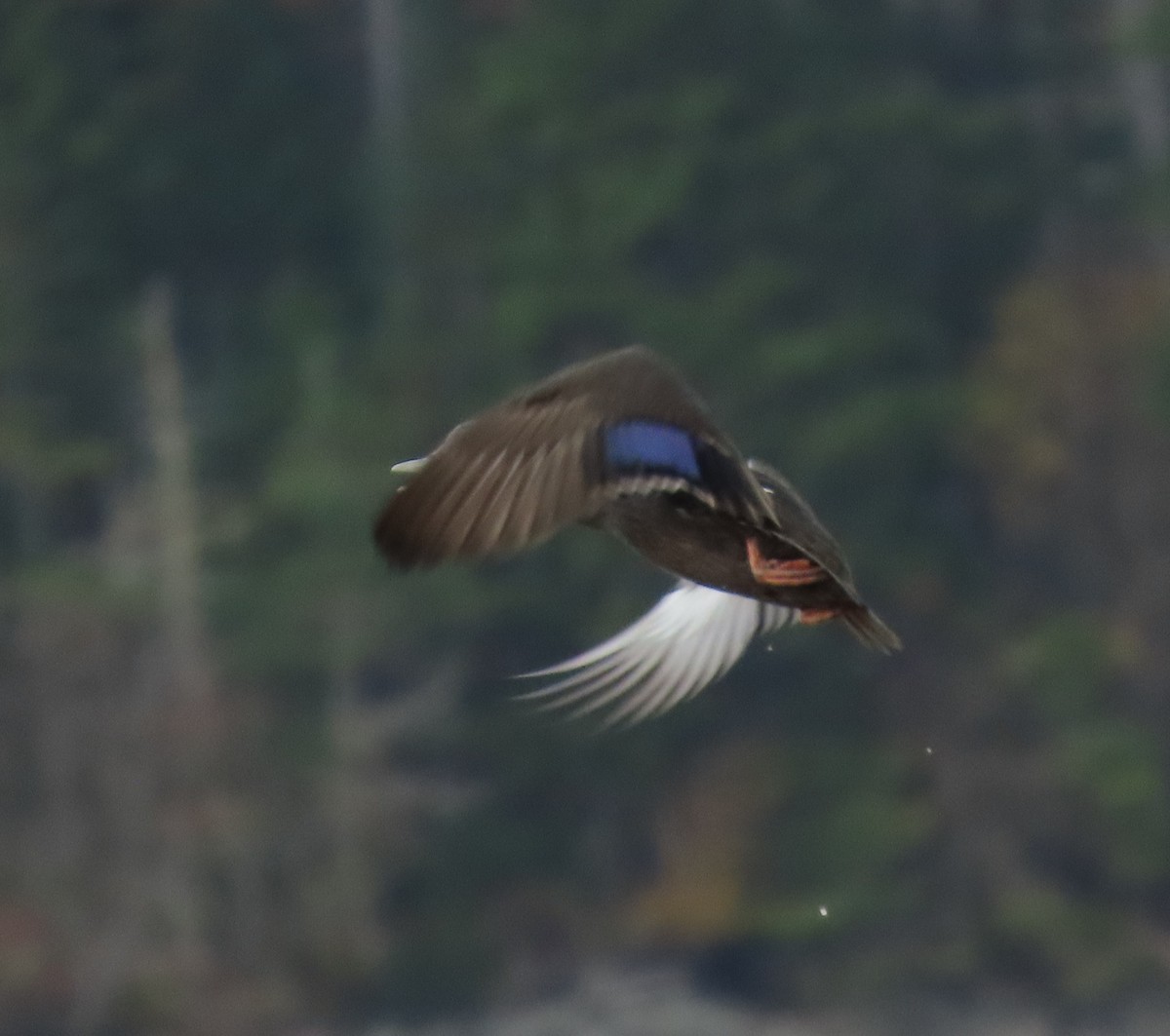 Mallard x American Black Duck (hybrid) - ML610218984