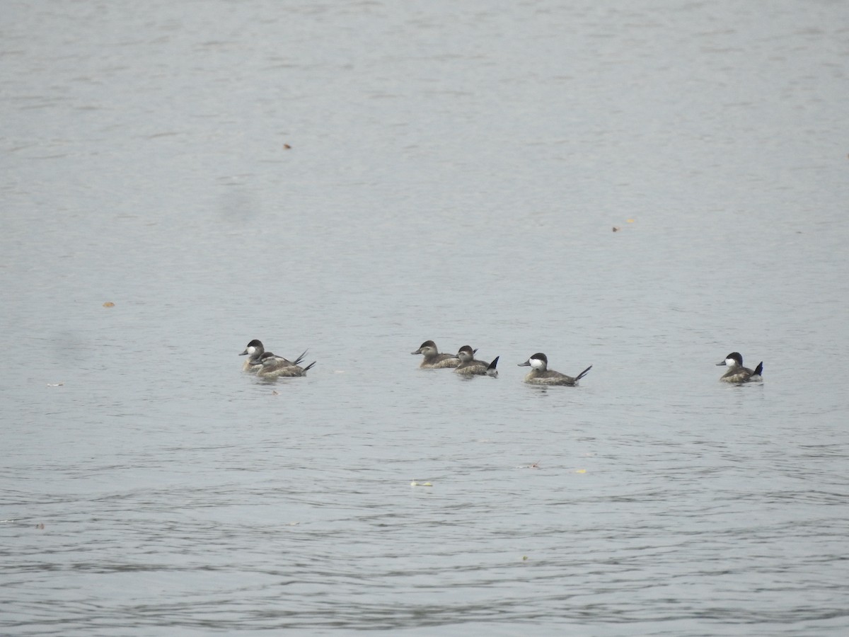 Ruddy Duck - ML610218985