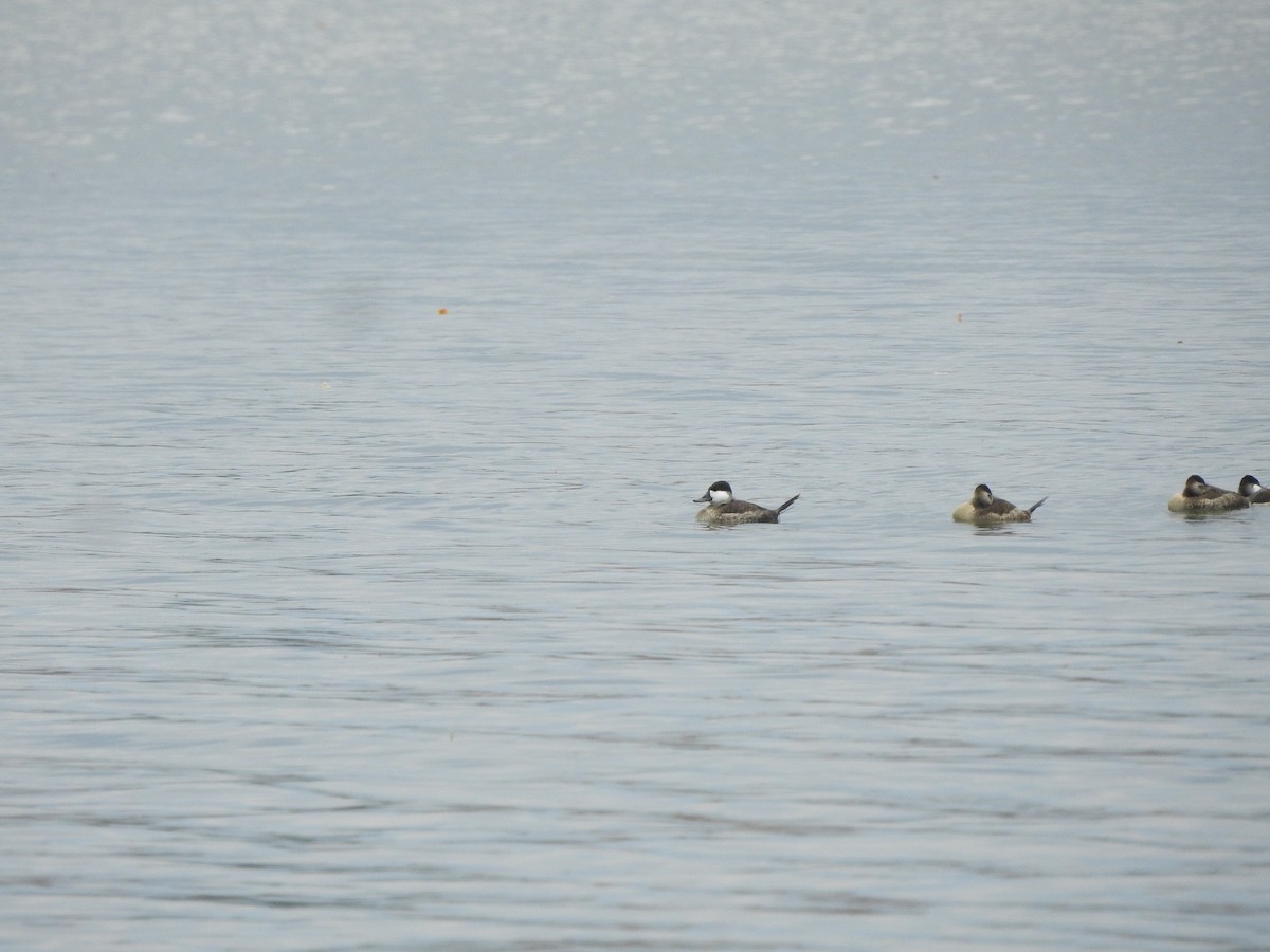 Ruddy Duck - ML610218987