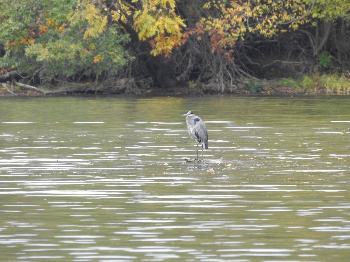 Great Blue Heron (Great Blue) - ML610219003