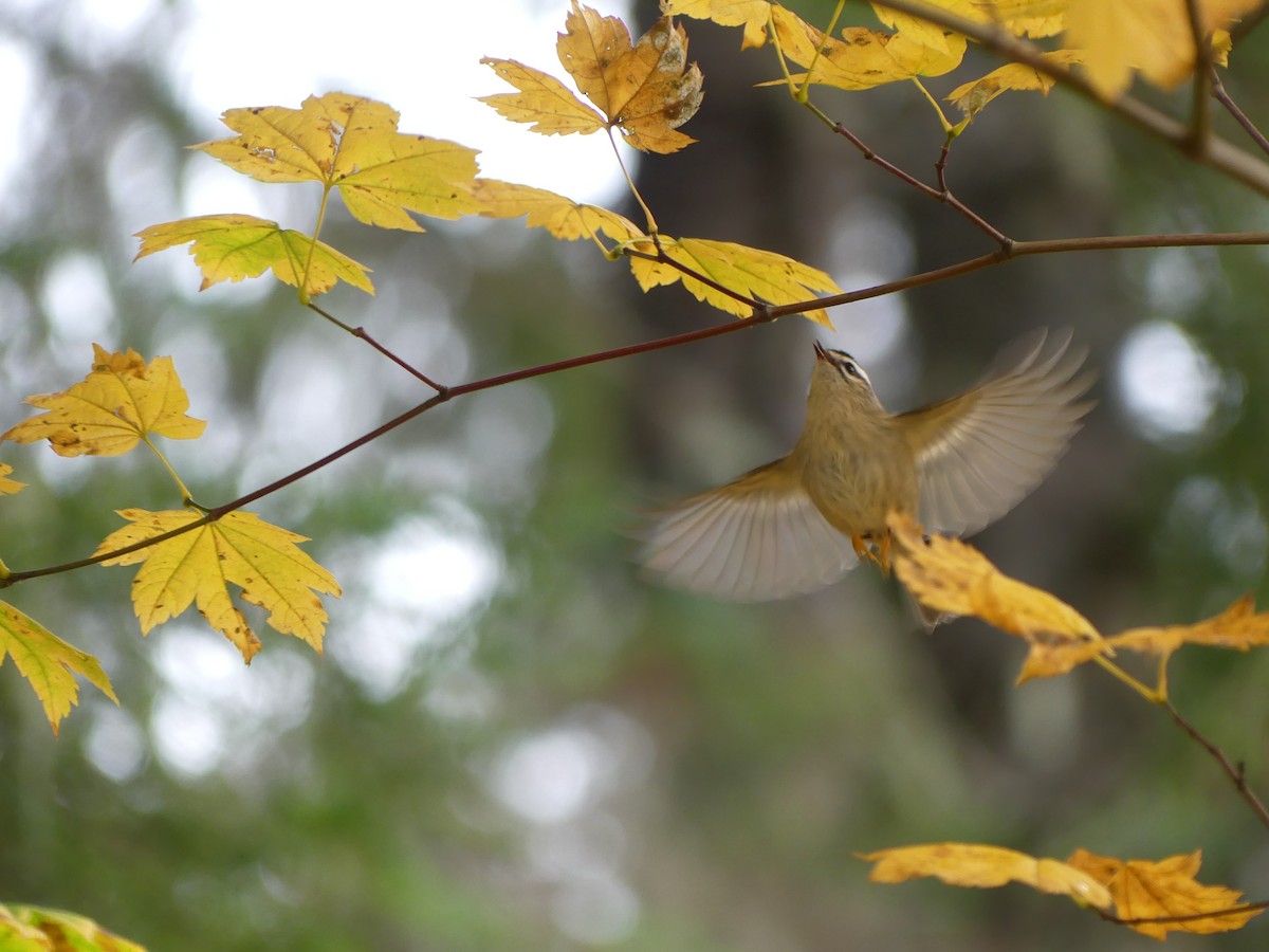 Golden-crowned Kinglet - ML610219130