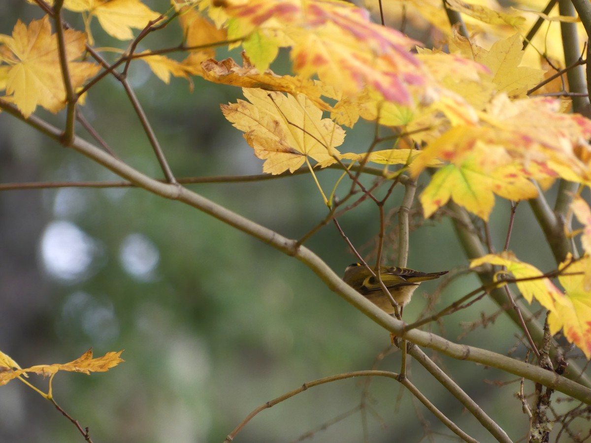 Golden-crowned Kinglet - ML610219131