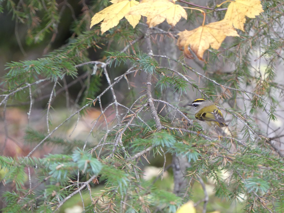 Roitelet à couronne dorée - ML610219132