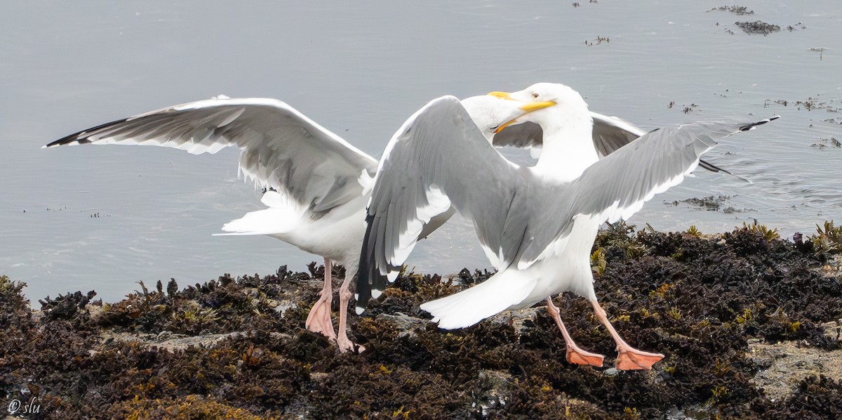 アメリカオオセグロカモメ - ML610219150