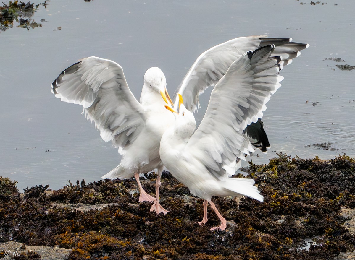 アメリカオオセグロカモメ - ML610219151