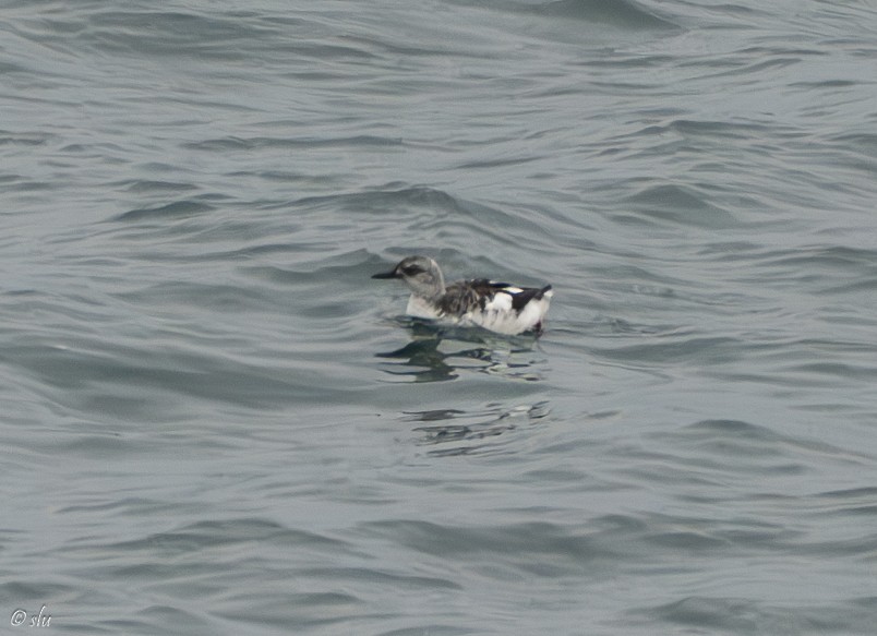 ウミバト - ML610219158