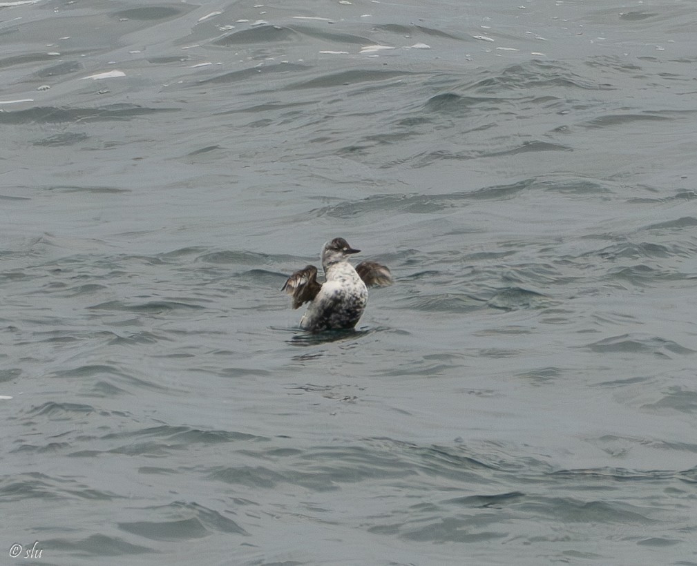 ウミバト - ML610219159