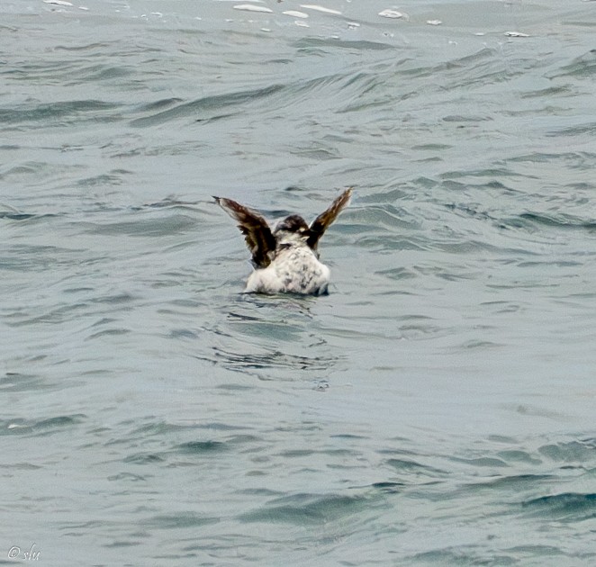 ウミバト - ML610219160