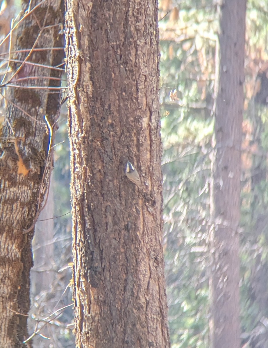 White-breasted Nuthatch - ML610219191
