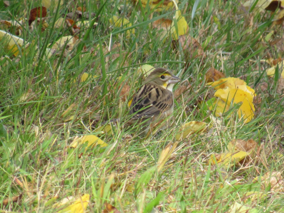 Dickcissel - ML610219251