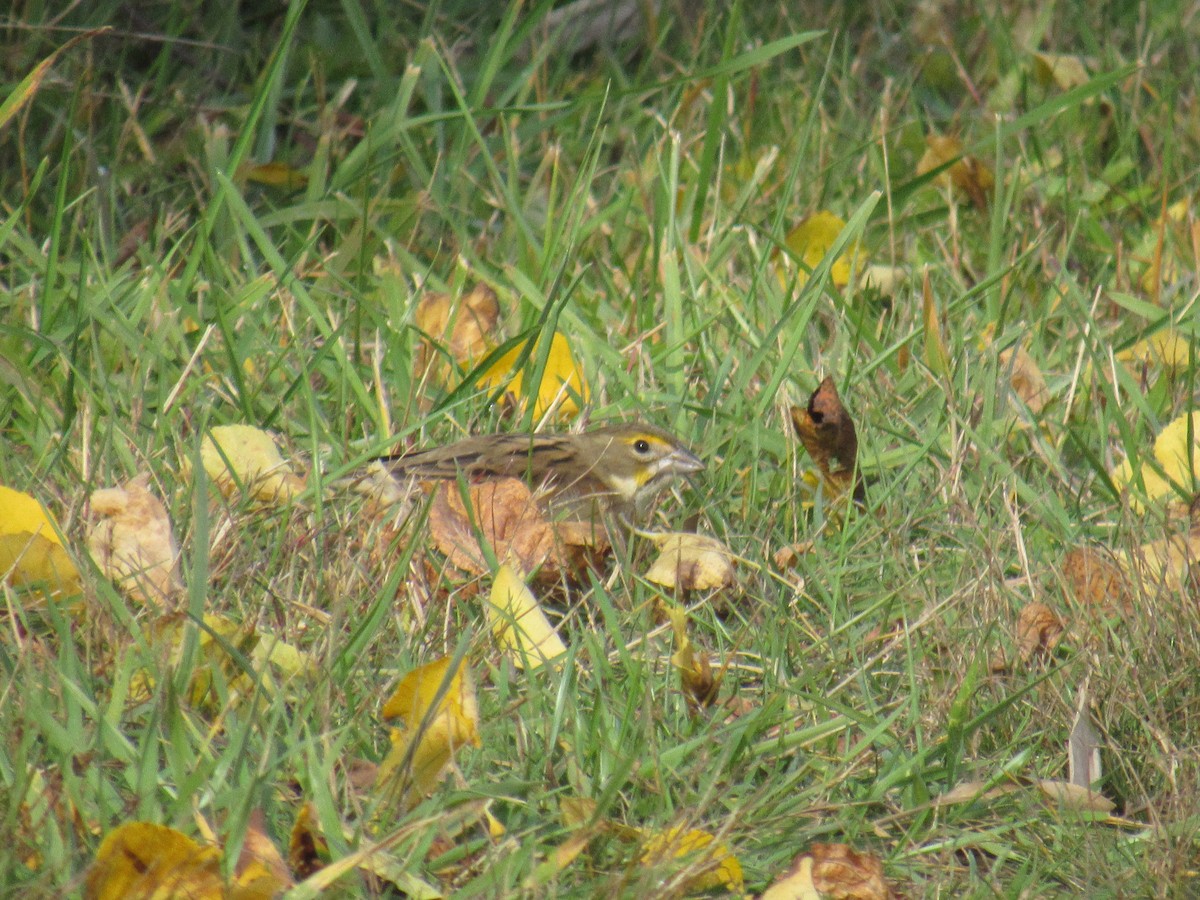 Dickcissel - ML610219252