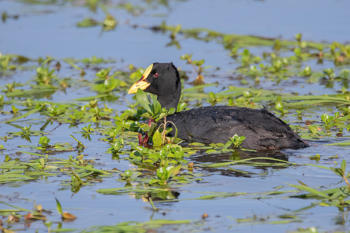 Red-gartered Coot - ML610219287