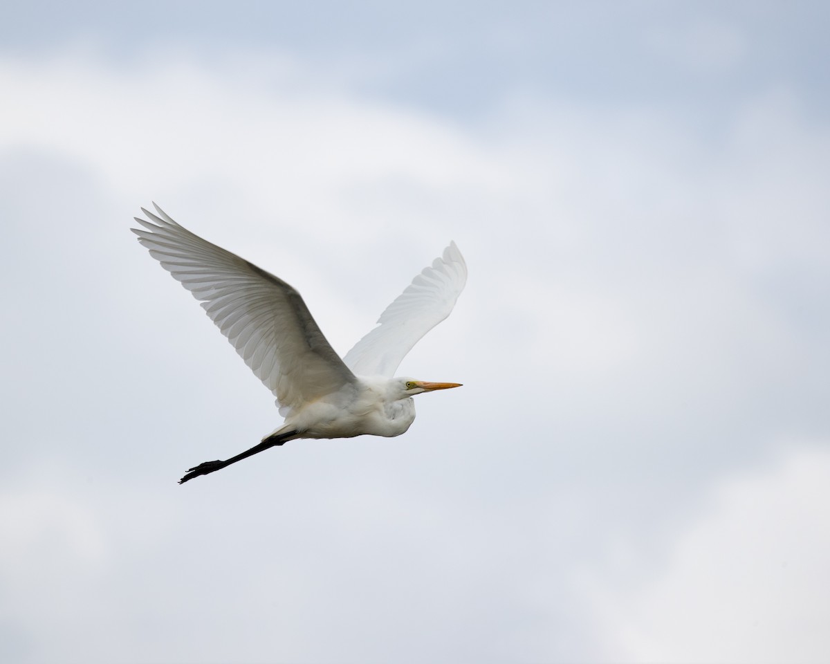 Great Egret - yvonne Hogan