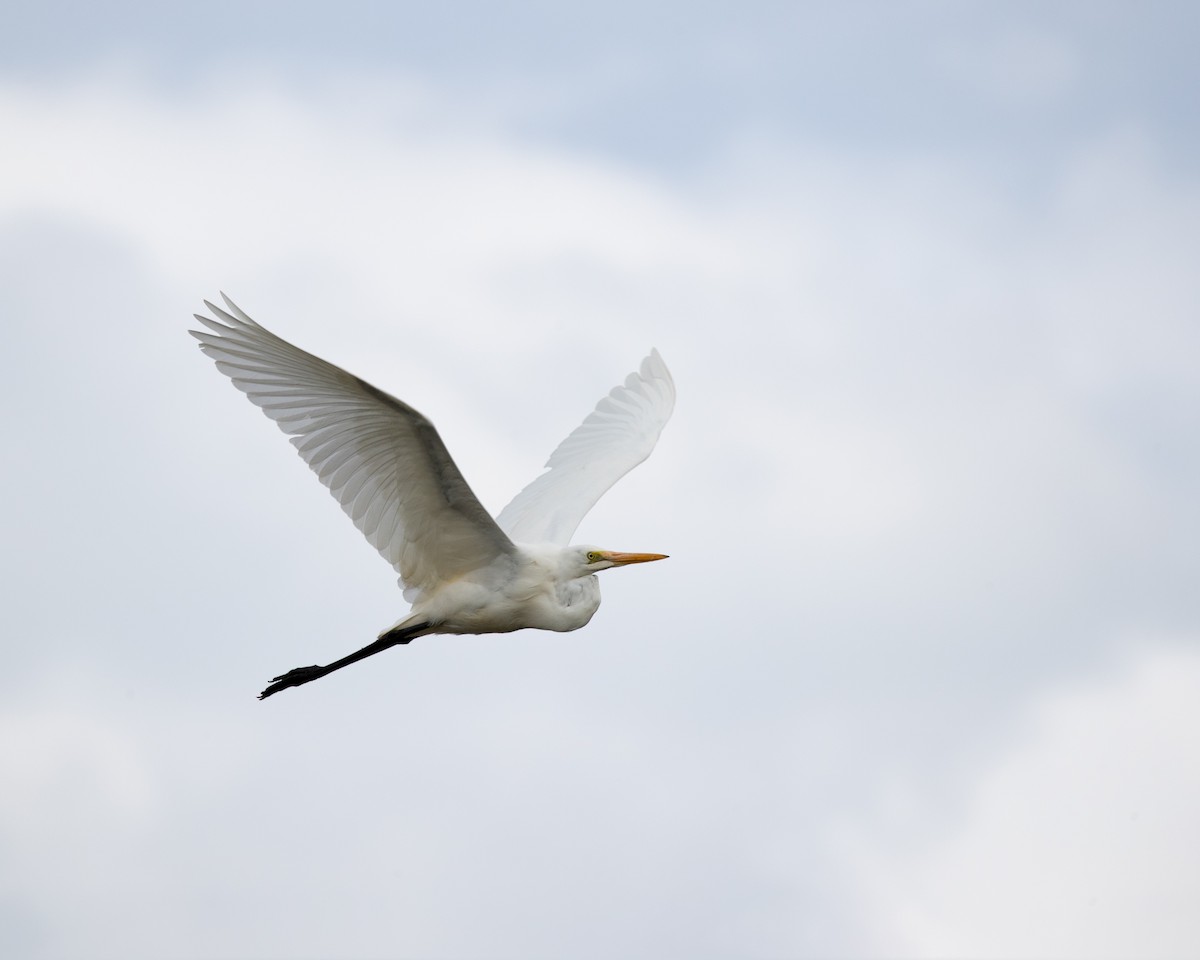 Great Egret - ML610219314