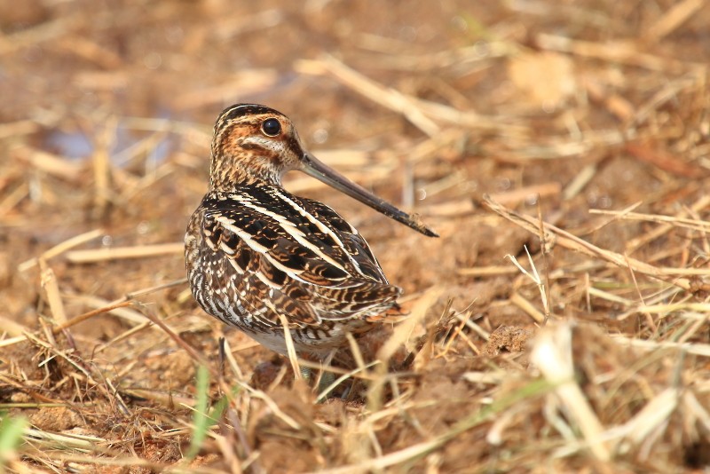 Wilson's Snipe - nigel lallsingh