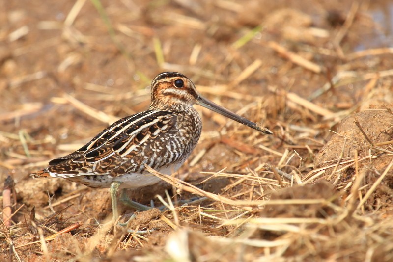 Wilson's Snipe - ML610219318