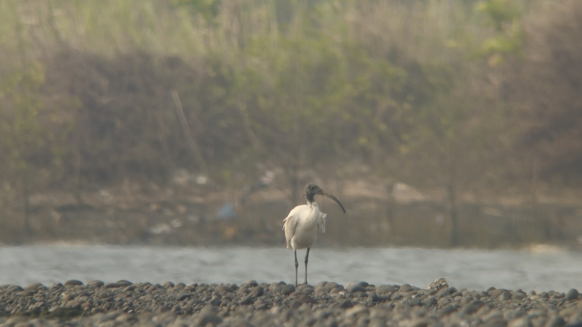 Ibis à cou noir - ML610219345