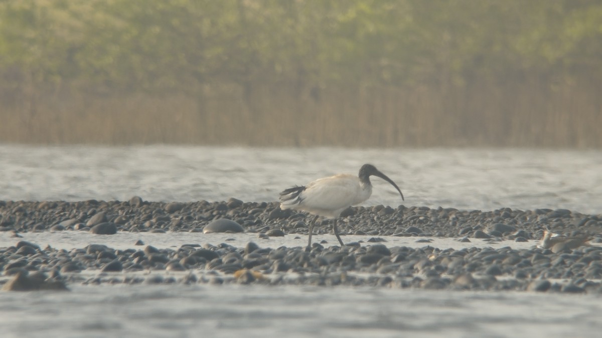 Ibis à cou noir - ML610219356