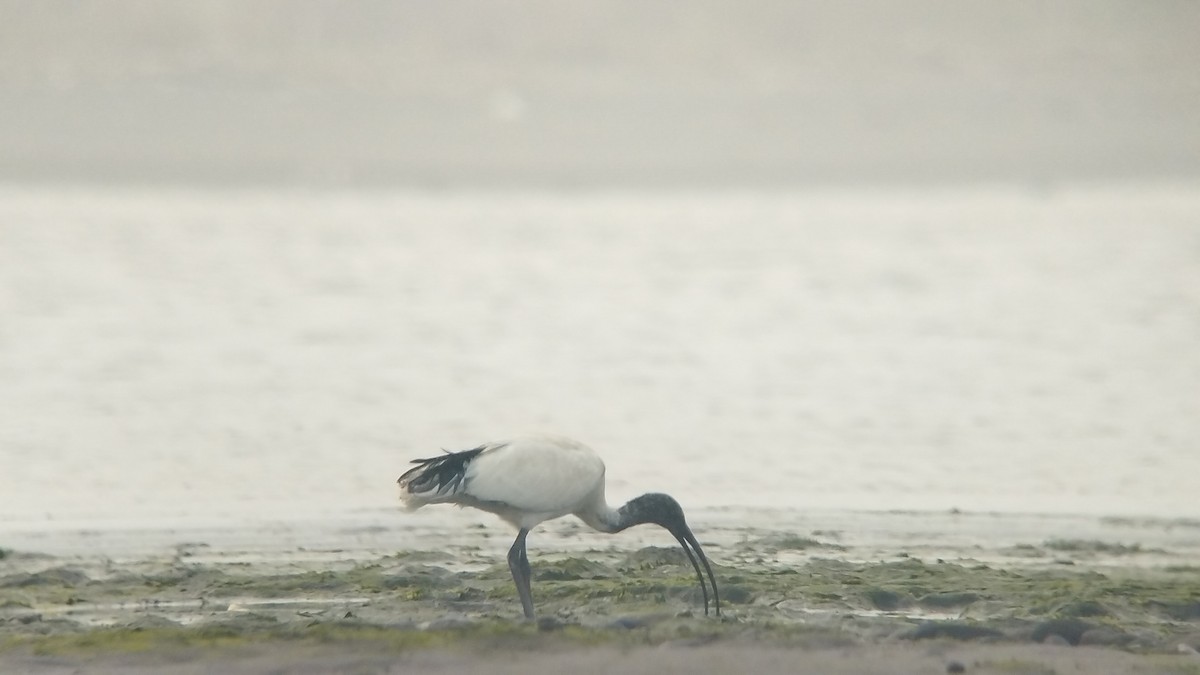 Australian Ibis - ML610219426