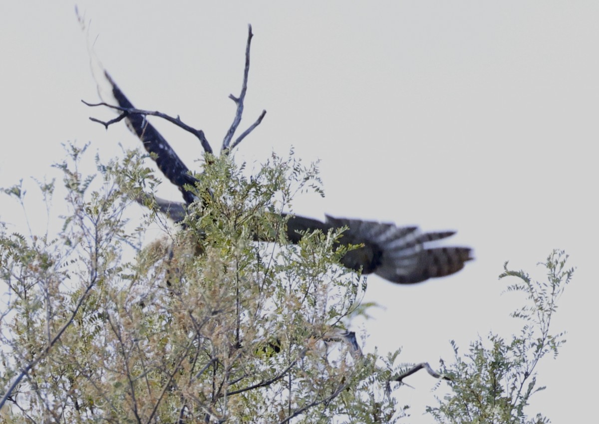 Rotschwanzbussard - ML610219554