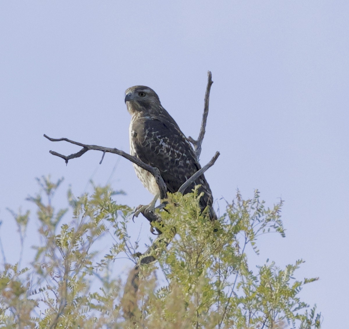 Rotschwanzbussard - ML610219563