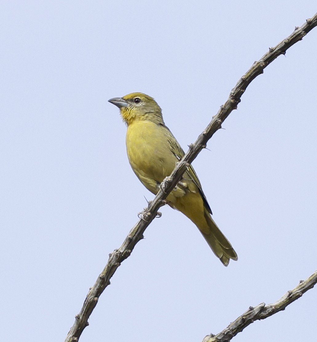 Hepatic Tanager - ML610219617