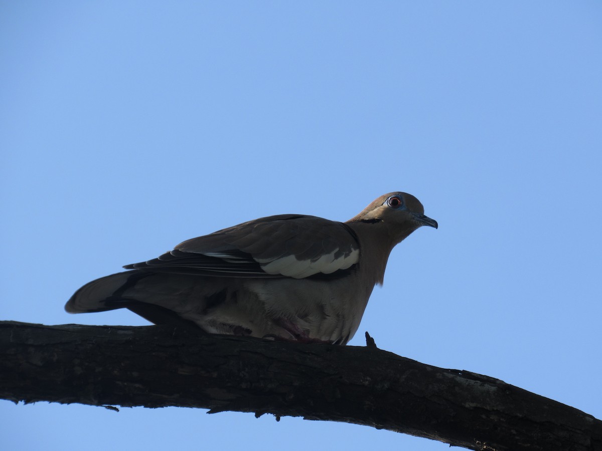White-winged Dove - ML610219624