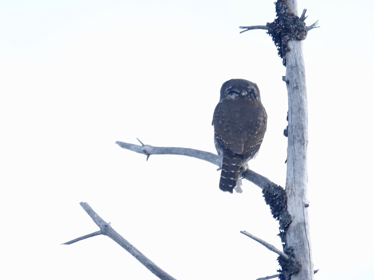 Northern Pygmy-Owl - mark lundgren
