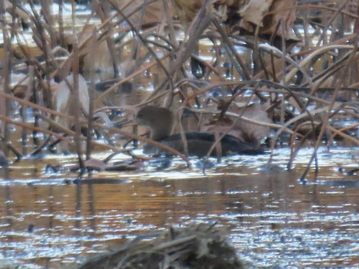 Hooded Merganser - ML610219695