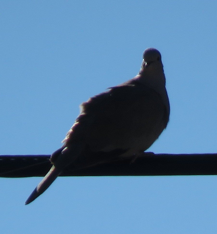 Eurasian Collared-Dove - ML610219787