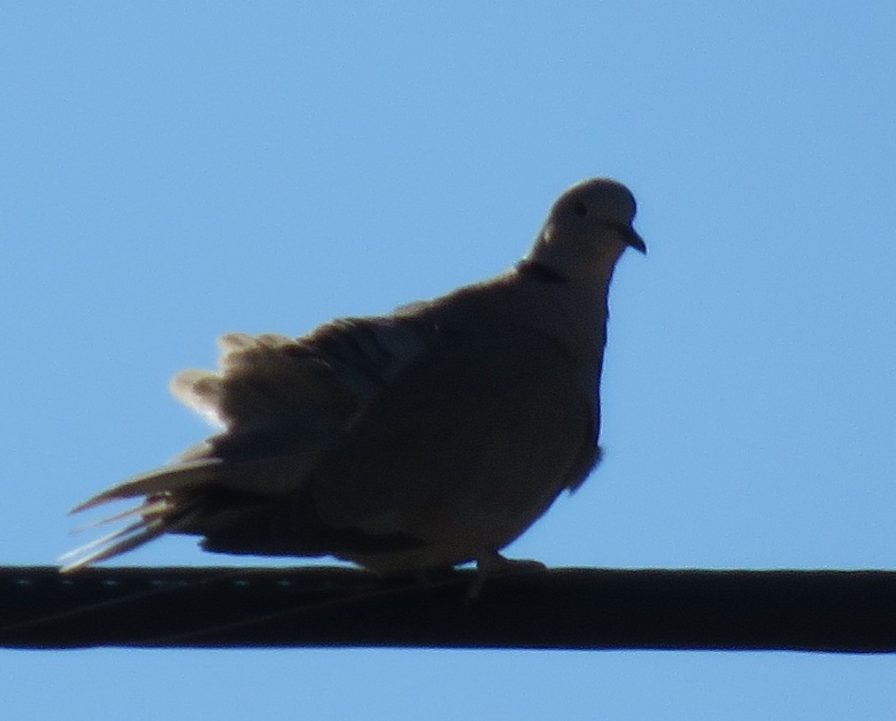 Eurasian Collared-Dove - ML610219794