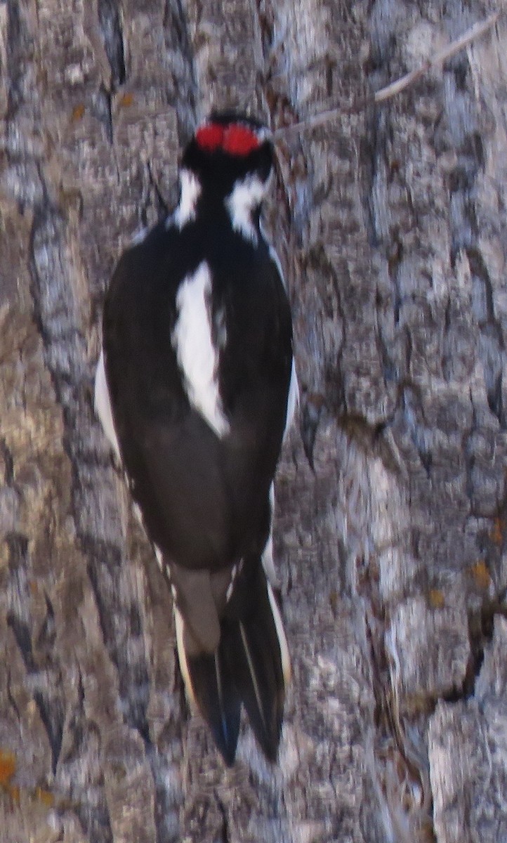Hairy Woodpecker (Rocky Mts.) - ML610219810