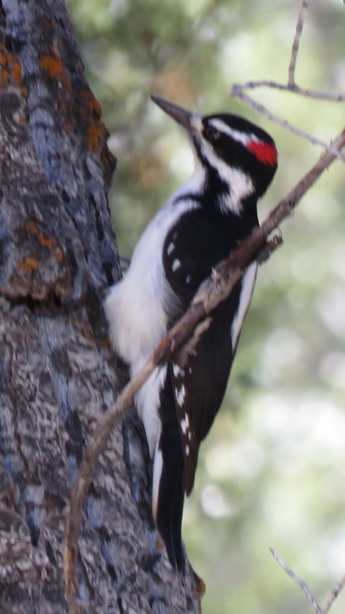 Hairy Woodpecker (Rocky Mts.) - ML610219818
