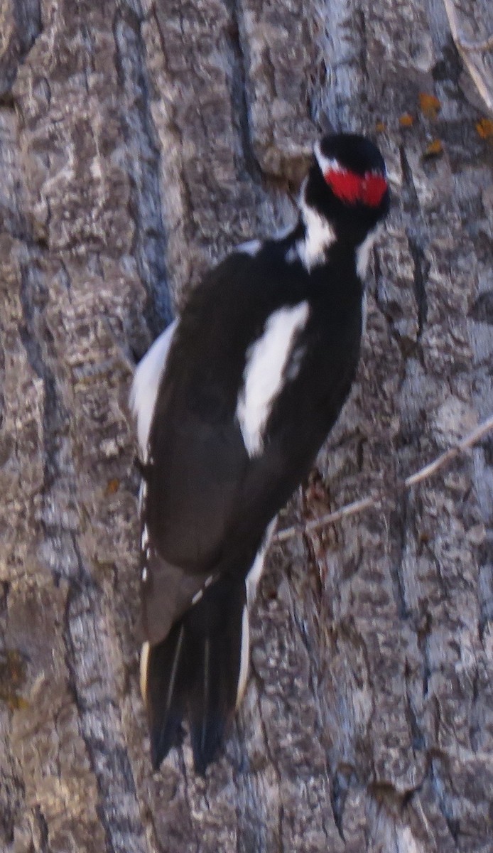 Hairy Woodpecker (Rocky Mts.) - ML610219827