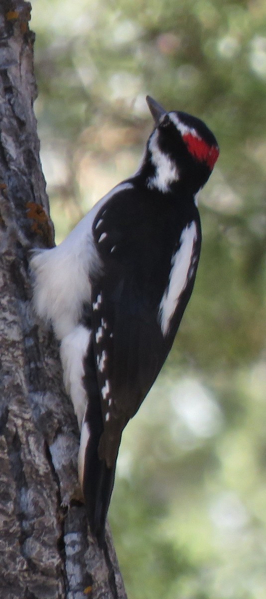 Hairy Woodpecker (Rocky Mts.) - ML610219845