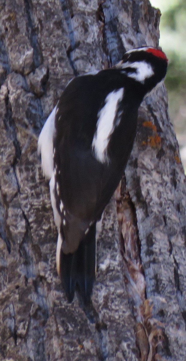 Hairy Woodpecker (Rocky Mts.) - ML610219857