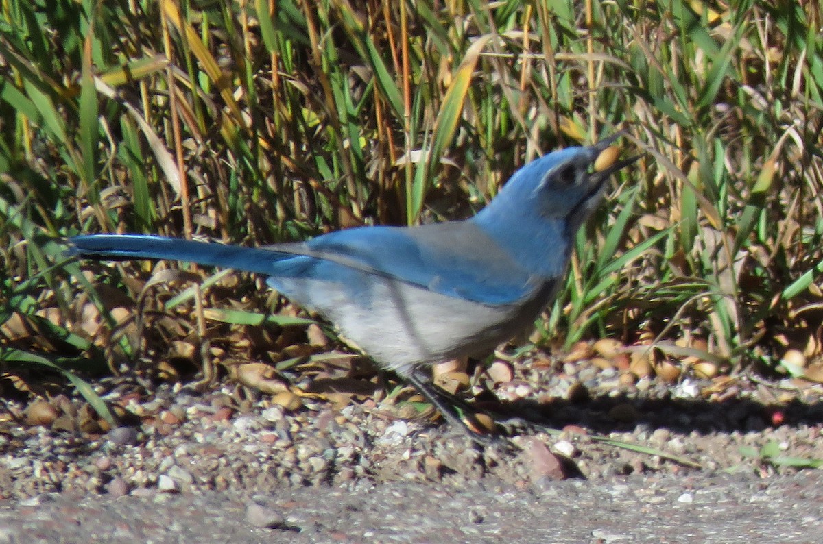 Woodhouse's Scrub-Jay - ML610219891