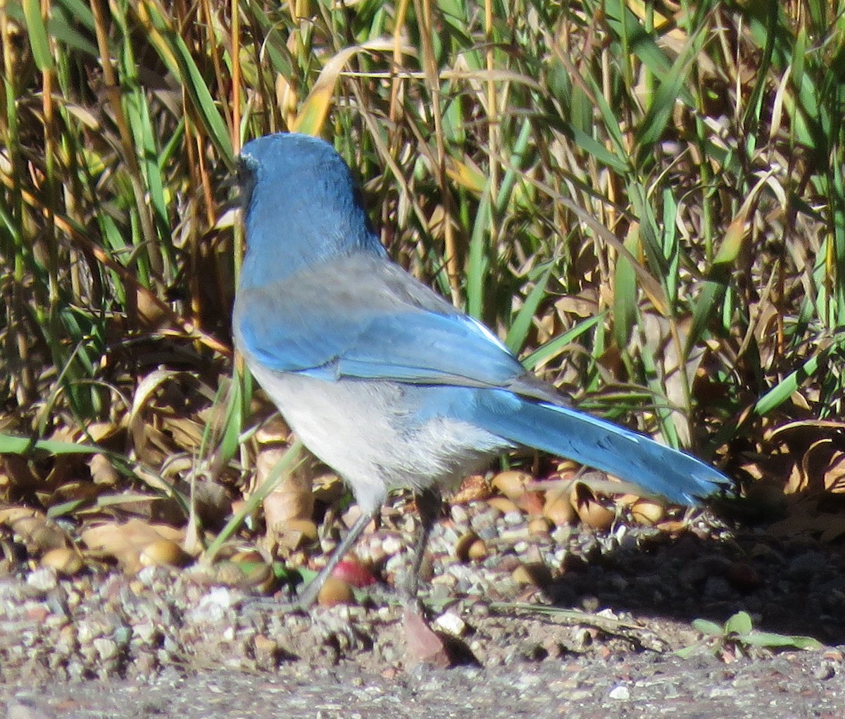 Woodhouse's Scrub-Jay - ML610219897