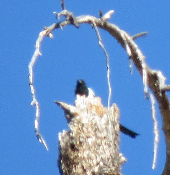 Black-billed Magpie - ML610219937
