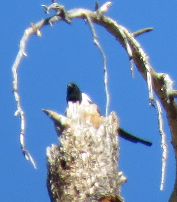 Black-billed Magpie - ML610219955