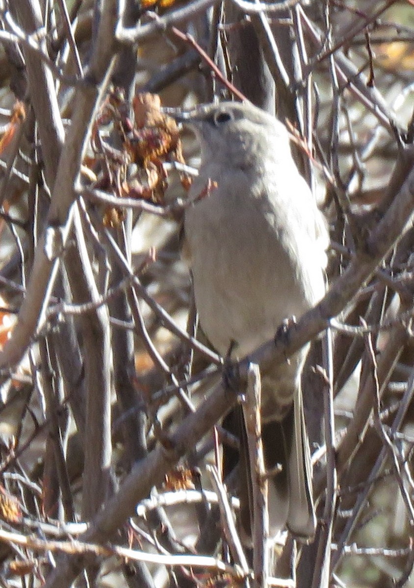 Townsend's Solitaire - ML610219971